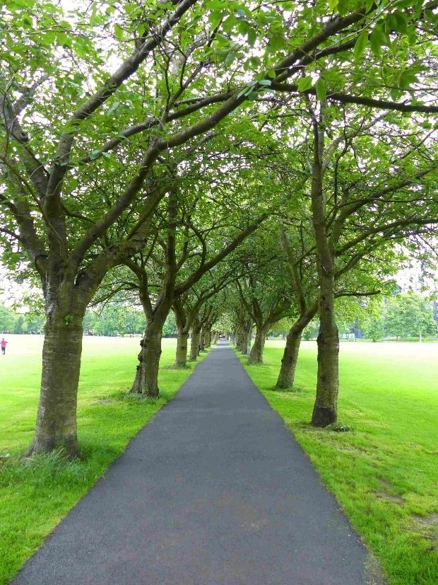 Weg durch eine Alee von Bäumen